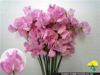 Lathyrus odoratus Carol.jpg